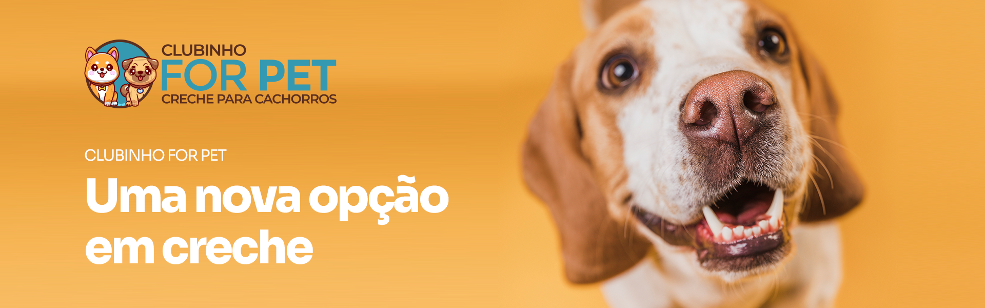 Creche para Cachorros em So Caetano do Sul - Clubinho For Pet